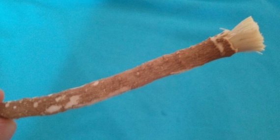 Siwak Masih Relevan di Era Modern, Ini Manfaatnya bagi Kesehatan Gigi
