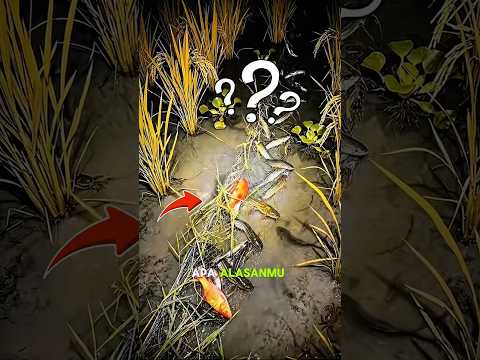 Apa alasanmu suka mancing pada malam hari? #fishing #ikan #mancingmania