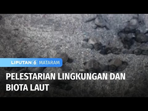 Pelestarian Lingkungan dan Biota Laut | Liputan 6 Mataram