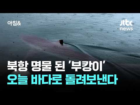 북항 명물 된 ‘부캉이’…오늘 바다로 돌려보낸다 / JTBC 아침&