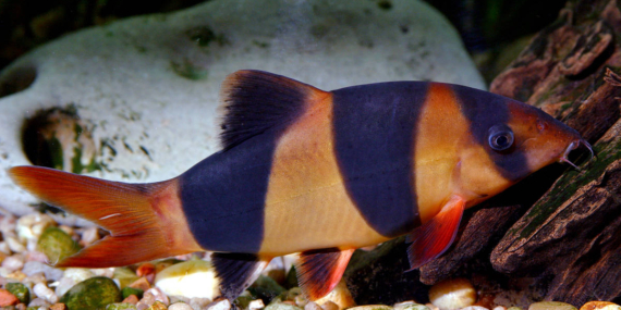Wow! 1.300 Spesies Ikan Air Tawar Ada di Indonesia, Potensi Besar untuk Industri