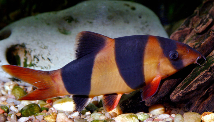 wow!-1.300-spesies-ikan-air-tawar-ada-di-indonesia,-potensi-besar-untuk-industri
