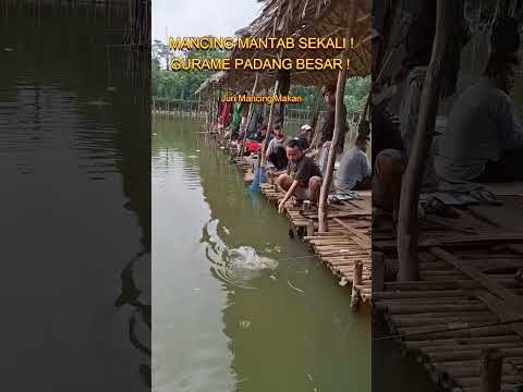 MANCING MANTAB SEKALI ! GURAME PADANG BESAR ! JMM#237 #fishing #mancing #undui #gurame