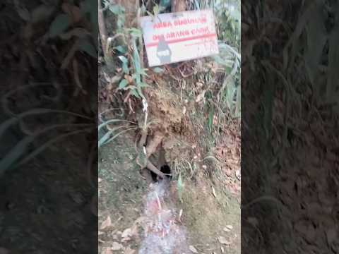 AREA SUGUHAN GUNUNG KAWI, PUNCAK BATU TULIS VIA PRECET #pendaki #gunungkawi KRATON KAWI