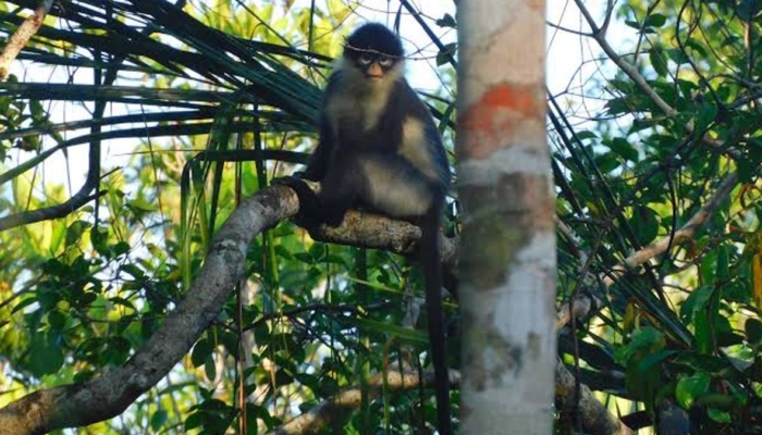 monyet-“berkacamata”-ini-cuma-hidup-di-natuna,-begini-uniknya-kekah-penghuni-hutan-bunguran