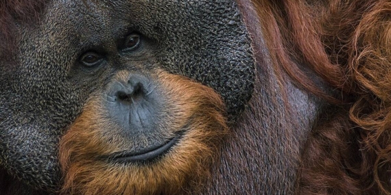 Tetap Sehat dan Gemoy! Begini Cerdasnya Orang Utan Bertahan Hidup di Masa Paceklik