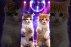 DJ LAGU KICAU MANIA FULL BASS VIRAL TIKTOK TERBARU  2026 SOUND PALING GACOR 🔥