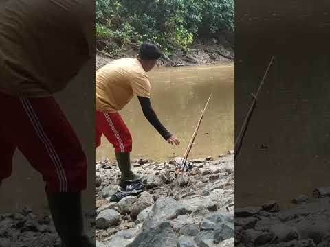 mancing ikan baung di sungai Kalimantan timur