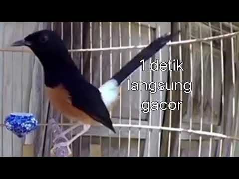MURAI BATU GACOR MUNTAH ISIAN