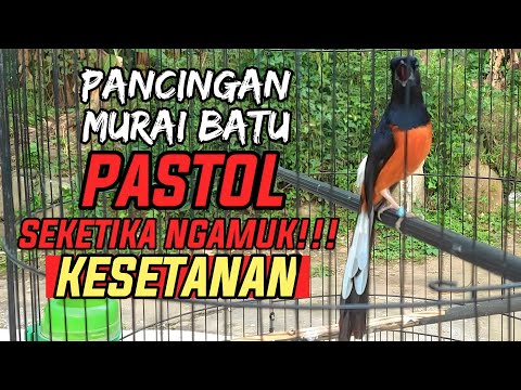 MASTERAN MURAI BATU MATERI LOMBA 100% AMPUH BUAT MENDONGKRAK LAWAN AGAR BONGKAR MATERI