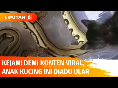 Demi Konten, Pelajar SMA Adu Anak Kucing dengan Ular! | Liputan 6
