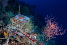 a-decade-long-experiment-is-unlocking-the-mysteries-of-the-ocean’s-‘deep-reefs’