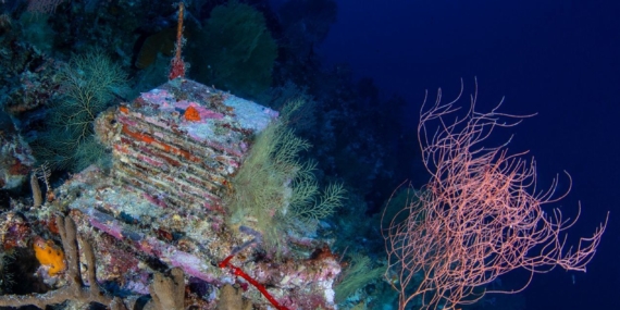A Decade-Long Experiment Is Unlocking the Mysteries of the Ocean’s ‘Deep Reefs’