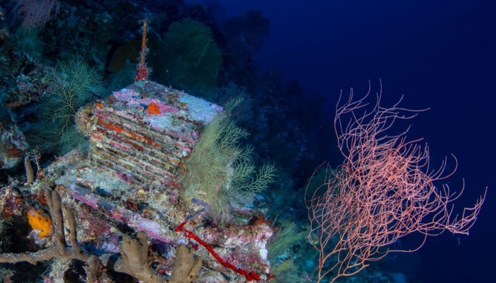 a-decade-long-experiment-is-unlocking-the-mysteries-of-the-ocean’s-‘deep-reefs’