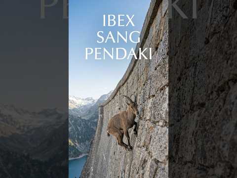 Hal Menakjubkan dari Ibex Sang Pendaki