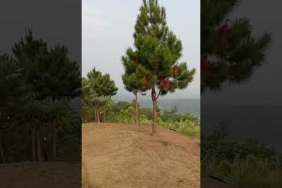 Bukit pule #alam #hiking #nature #puncak #explore #wisata #gunung #mountains #pendaki #travel#shorts