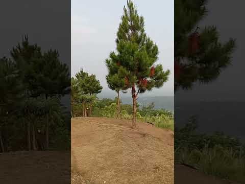Bukit pule #alam #hiking #nature #puncak #explore #wisata #gunung #mountains #pendaki #travel#shorts