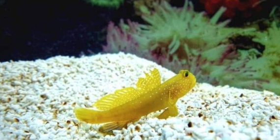 Ikan Jabing Kuning Berwajah Cemberut, Gaya Berenangnya Bikin Orang Gemas