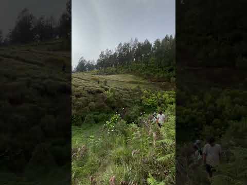 sungai kolbu gunung argopuro #gunungargopuro #argopuro #pendaki