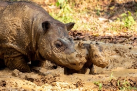 ratu-dan-delilah-bunting,-harapan-baru-untuk-populasi-badak-sumatera