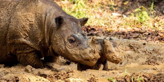 Ratu dan Delilah Bunting, Harapan Baru untuk Populasi Badak Sumatera