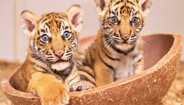 barani-dan-malu,-2-bayi-harimau-sumatra-penjembatan-diplomasi-konservasi-ri-as