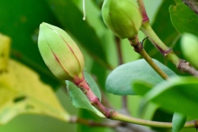 buah-pedada-“disulap”-jadi-permen-jeli,-inovasi-pangan-yang-membuka-peluang-ekonomi-warga-cigimbal