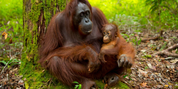 Gemas! Riset di Kalimantan Ungkap Induk Orang Utan Aktif Carikan Teman Main untuk Anaknya