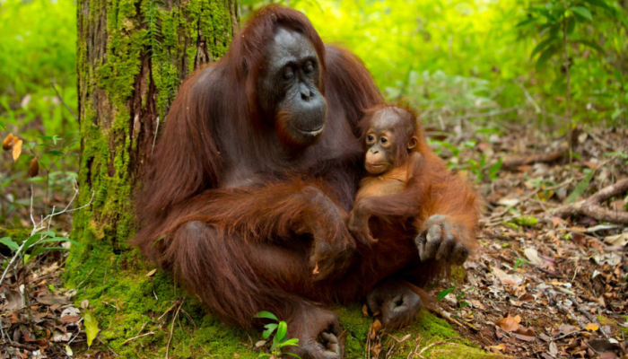 gemas!-riset-di-kalimantan-ungkap-induk-orang-utan-aktif-carikan-teman-main-untuk-anaknya