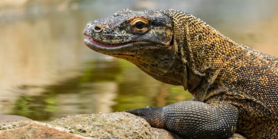 Si “Anak Rumahan” Berdarah Dingin: Rahasia Ketangguhan Komodo Melewati Zaman Es