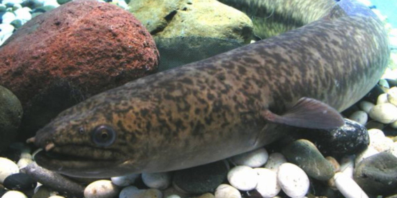 Legenda Ikan Moa di Bejo, Cerita Rakyat dari Sulawesi Selatan
