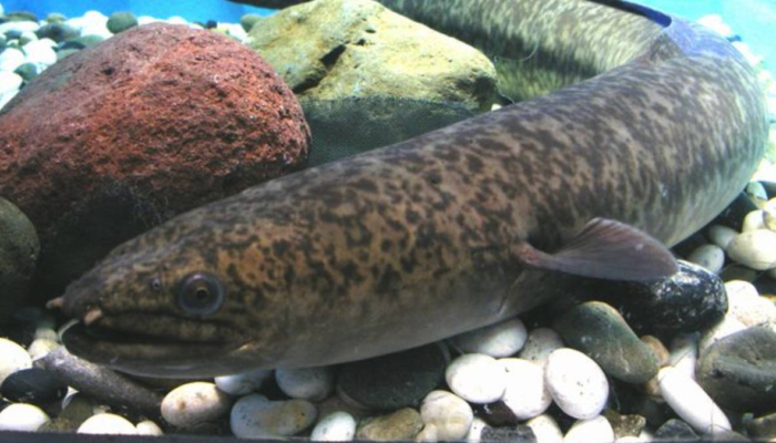 legenda-ikan-moa-di-bejo,-cerita-rakyat-dari-sulawesi-selatan