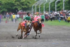 sudah-jatuh-tertimpa-tangga,-sudah-wni-jadi-orang-madura-pula
