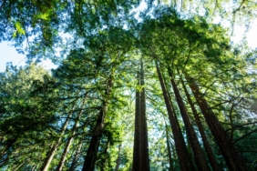 california’s-tallest-and-most-iconic-trees-are-getting-heatstroke
