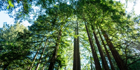 California’s Tallest and Most Iconic Trees Are Getting Heatstroke