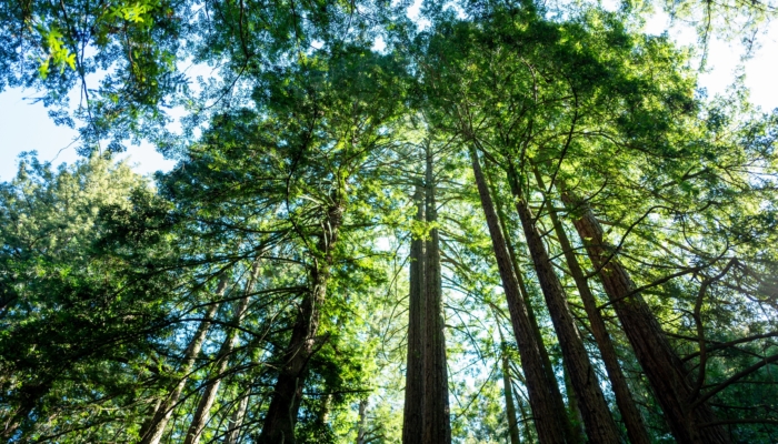 california’s-tallest-and-most-iconic-trees-are-getting-heatstroke