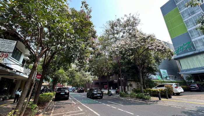 keindahan-tabebuya-dan-urgensi-penghijauan-di-dki-jakarta