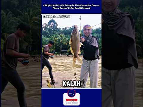 Mancing disungai dapat ikan sebesar ini #mancing #fishing