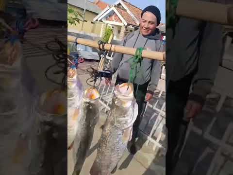 hasil ngebolang di laut pelabuhan Patimban,mancing mania ok👍🆗
