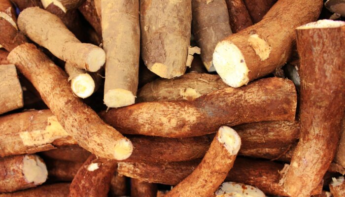 singkong-diolah-menjadi-mocaf,-bisakah-jadi-bahan-lokal-alternatif-terigu-impor?