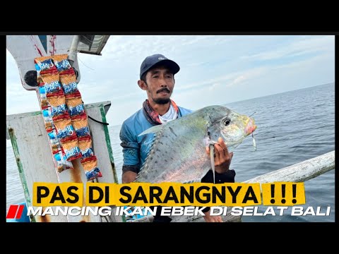 MANCING DI SARANGNYA IKAN EBEK !!! JiG 40GRAM PASTI DI SAMBAR,POKOK HARUS BERSABAR.
