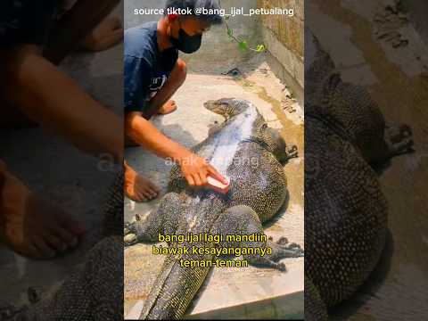 UNIK‼️ MANDIIN BIAWAK RAKSASA #shorts