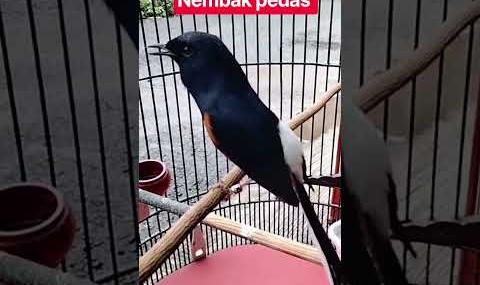 NEMBAK PEDAS#murai #muraibatumedan #muraibatuindonesia #muraifighter #burung