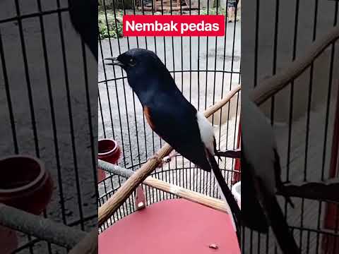 NEMBAK PEDAS#murai #muraibatumedan #muraibatuindonesia #muraifighter #burung