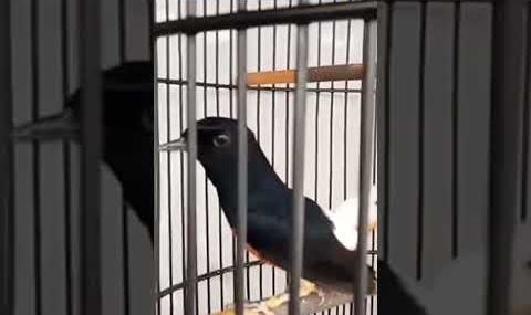 MURAI BATU FAIGHTER#DUNIA BURUNG GACOR# #burung #murai #muraibatuindonesia #muraibatuindonesia