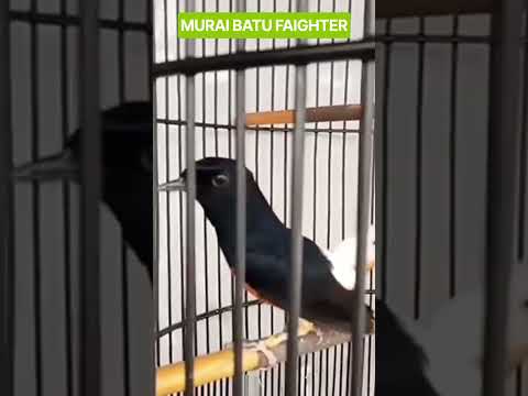 MURAI BATU FAIGHTER#DUNIA BURUNG GACOR# #burung #murai #muraibatuindonesia #muraibatuindonesia