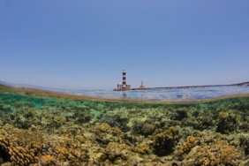 egypt’s-climate-resilient-‘super-corals’-are-starting-to-feel-the-heat