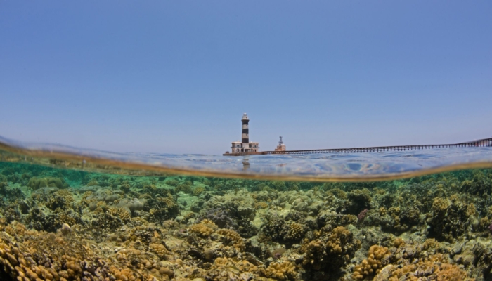 egypt’s-climate-resilient-‘super-corals’-are-starting-to-feel-the-heat