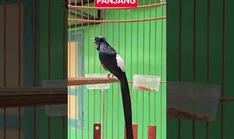 MURAI BATU EKOR PANJANG#murai #muraibatumedan #muraibatuindonesia #muraifighter #burung #kicaumania