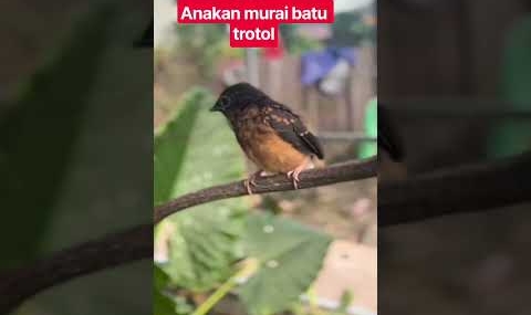 murai batu trotol anakan di aviari